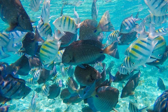 Catamaran Group Sightseeing, Snorkeling Tour Isla Mujeres - Price, Included Value, and Extra Charges You Must Not Miss