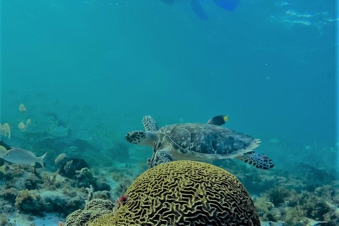 Catamaran Group Sightseeing, Snorkeling Tour Isla Mujeres - What to Pack for a Smooth Catamaran and Snorkeling Day