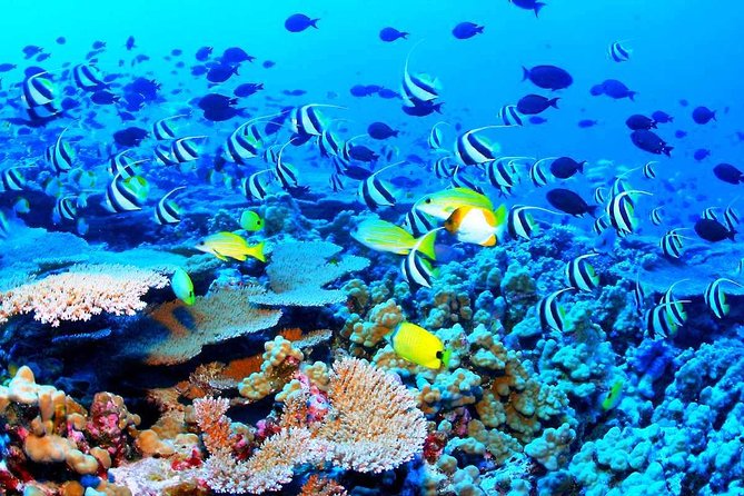 Catamaran Sail and Snorkeling Tour with Open Bar in Puerto Morelos - What’s Included, What’s Not, and the Small Costs That Add Up