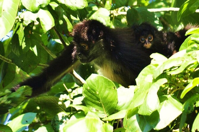 Cenote La Noria Tour + Jewelry Shopping Tour + Tequilera - Should you book the Cenote La Noria + Tequilera + jewelry tour?