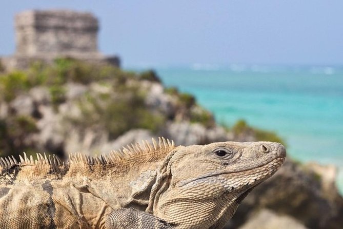 Coba, Tulum & Cenote swim - Pickup windows, bus reality, and how to protect your day