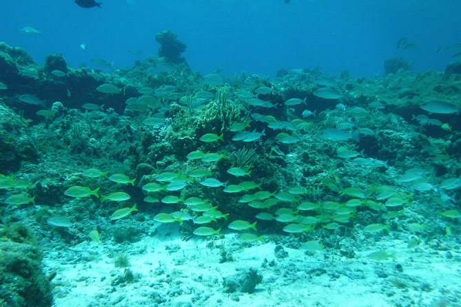 Cozumel Catamaran Snorkeling Tour & Lunch (Hotel Pick Up) - Marine park fees and what your $163 actually covers