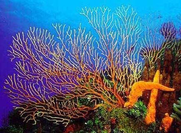 Cozumel El Cielo All Inclusive Tour from Cancun - Key things to know before you go