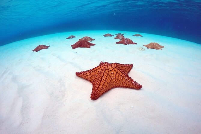 Cozumel El Cielo All Inclusive Tour from Cancun - Stop 2: Palancar Reef, For Big Views and Lots of Fish