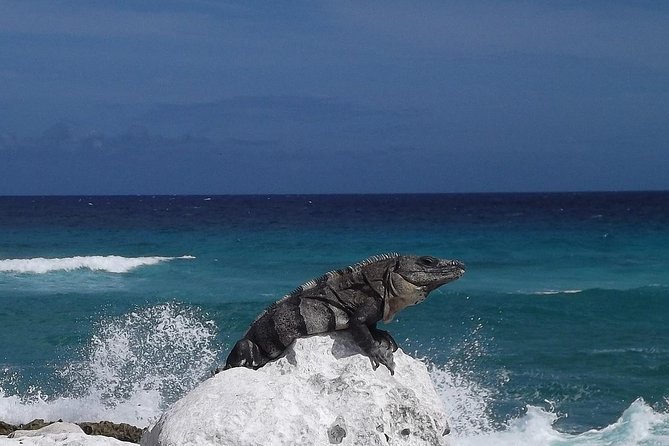 Cozumel Snorkeling Adventure full day Tour - Lunch in Cozumel: What’s Included and What It Means for Your Budget