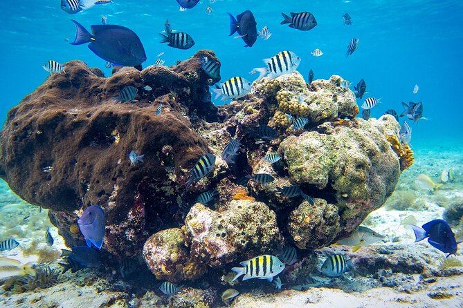 Cozumel Starfish and Tropical Reef Snorkeling by Powerboat with Lunch - El Cielo sandbar and starfish, how to make it a smooth stop