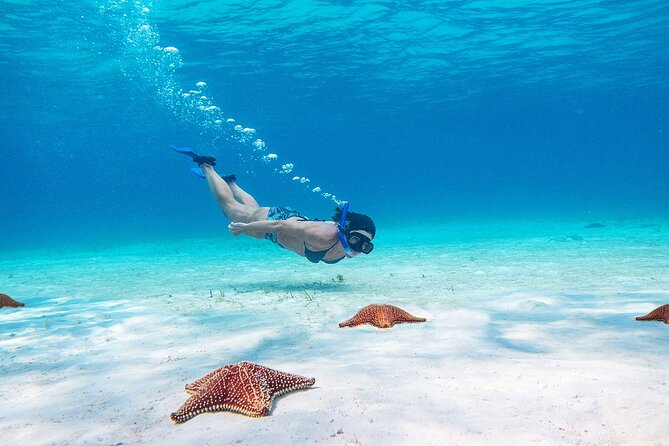 Cozumel Starfish and Tropical Reef Snorkeling by Powerboat with Lunch - Price and value, what you should calculate before booking