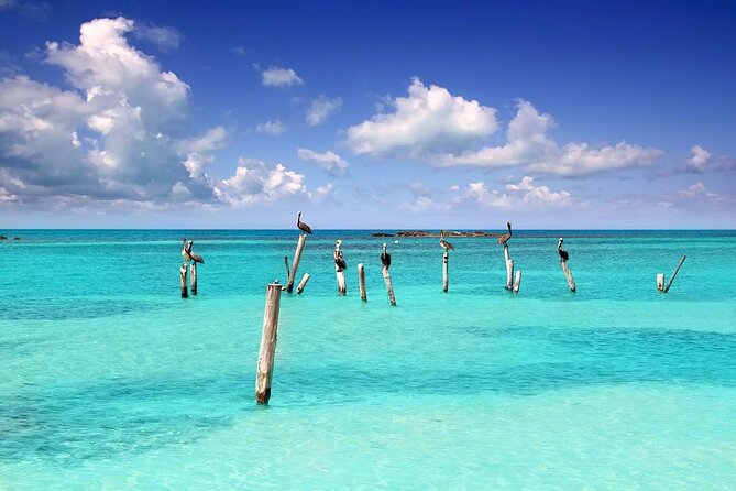 Daytrip Isla Contoy & Isla Mujeres from Cancun - Isla Contoy: one hour that feels like nature time, not a checklist
