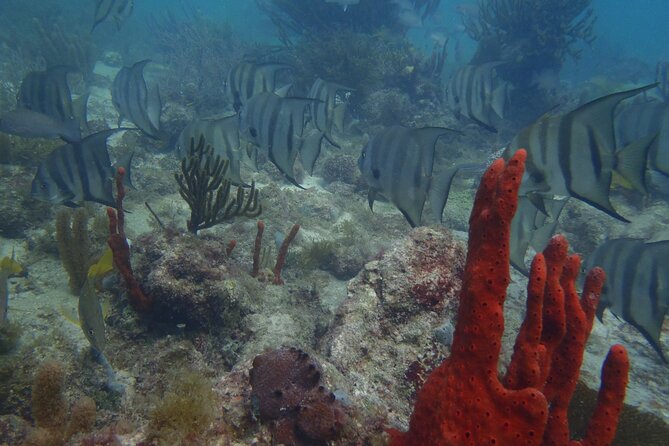 Discover Scuba - Puerto Morelos at 9:00 am, built for first-timers