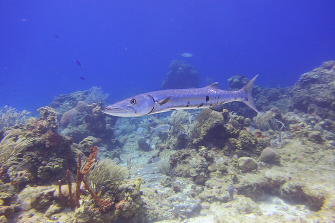Discover Scuba - 1 session or 2 sessions, and why the second one matters