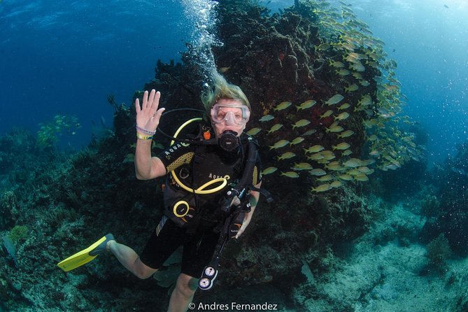 Discover scuba ,MUSA and Manchones reef dive without license - MUSA Underwater Museum at 30 Feet: Statues Plus Sea Life