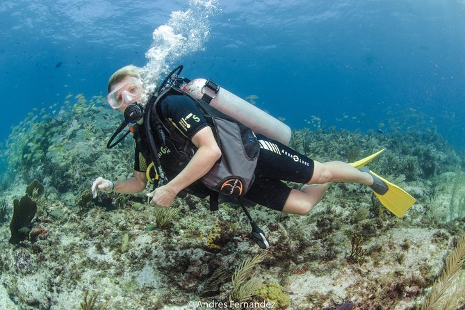 Discover scuba ,MUSA and Manchones reef dive without license - Price and Value: What $201.95 Covers (and What You Pay Extra)