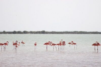 Discover the FABULOUS PINK WATERS at the Caribean (Las Coloradas+Río Lagartos)