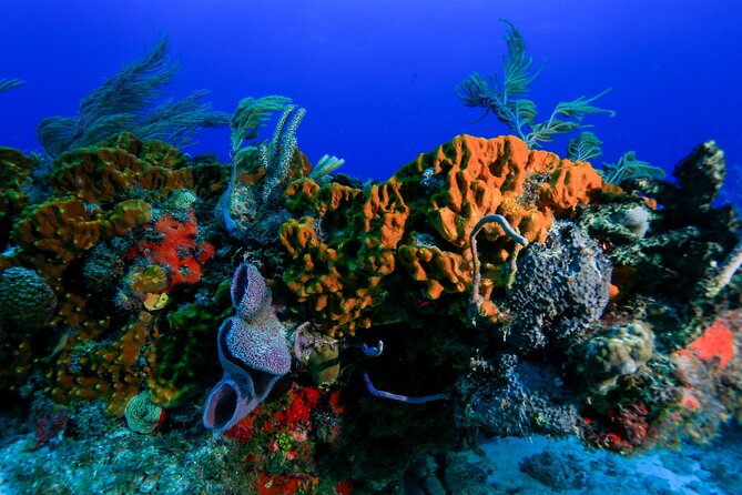 Discovery Scuba Diving !! - Group Size, Language, and First-Timer Comfort: How This Tour Fits Your Trip