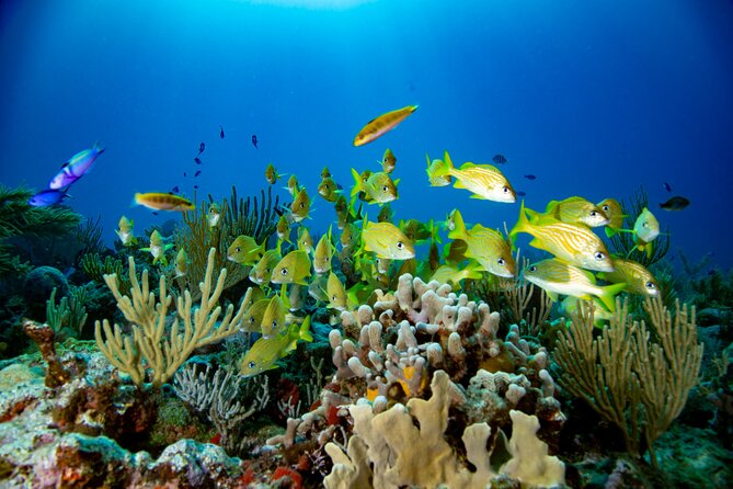 Discovery Scuba Diving !! - Price and Value: What You’re Paying For Here (Without Guessing Numbers)