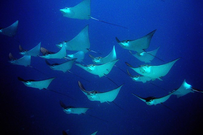 Diving in Cancun for Certified Divers | 2 Dives | All Inclusive - Reef time for tropical fish, manta rays, and possible sharks
