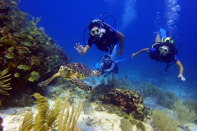 Diving in Cancun for Certified Divers | 2 Dives | All Inclusive - Price and value for two scuba sessions in Cancun