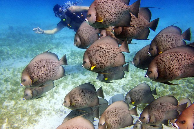 Diving in Cancun for Certified Divers | 2 Dives | All Inclusive - Who this is perfect for, and who should pass