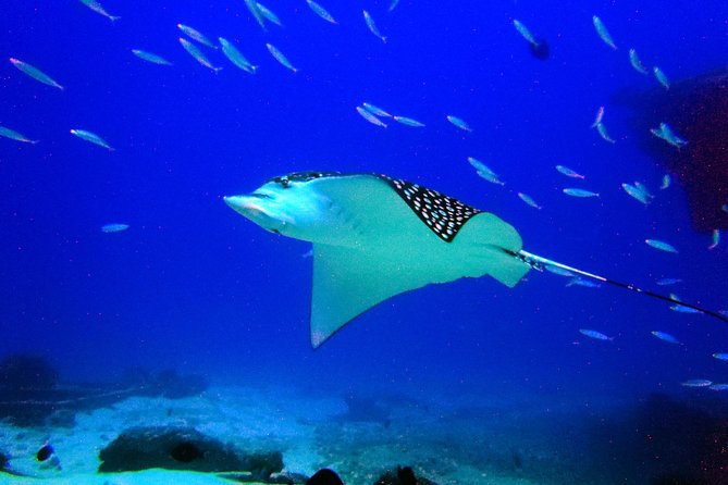 Diving in Cancun for Certified Divers | 2 Dives | All Inclusive - MUSA sculptures: what you’re there to see, and why it matters