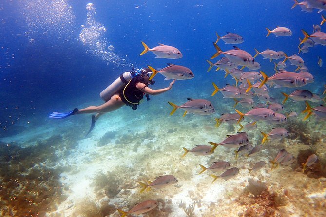 Diving in the Mexican Caribbean for Beginners | 2 Tanks 2 Dives | All Inclusive - Cancun Scuba for Beginners, What the 6-Hour Plan Actually Includes