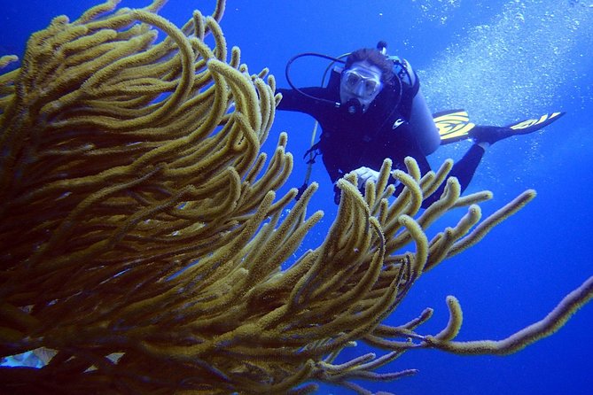 Diving in the Mexican Caribbean for Beginners | 2 Tanks 2 Dives | All Inclusive - Equipment Comfort, Wetsuits, and the Photo Package Reality Check