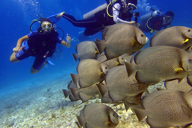 Diving in the Mexican Caribbean for Beginners | 2 Tanks 2 Dives | All Inclusive - Price and Value at $190.69, What You Get for Your Money