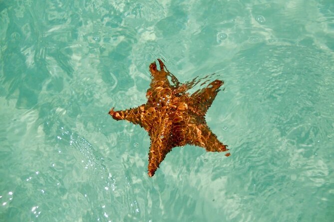 El cielo Cozumel From Cancún and round Transfer with Lunch - El Cielo Cozumel: A full 10-hour reef day, starting early in Cancun