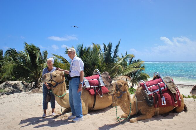 ENJOY UNIQUE CAMEL RIDE in Puerto Morelos with Transportation - The 45-Minute Camel Caravan: What It Feels Like