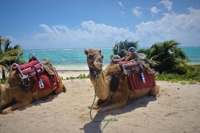 ENJOY UNIQUE CAMEL RIDE in Puerto Morelos with Transportation - Beach Club Time at El Dorado Maroma, and the Real Schedule
