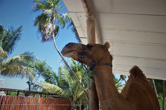 ENJOY UNIQUE CAMEL RIDE in Puerto Morelos with Transportation - Price and Value: Is $165 Worth It?
