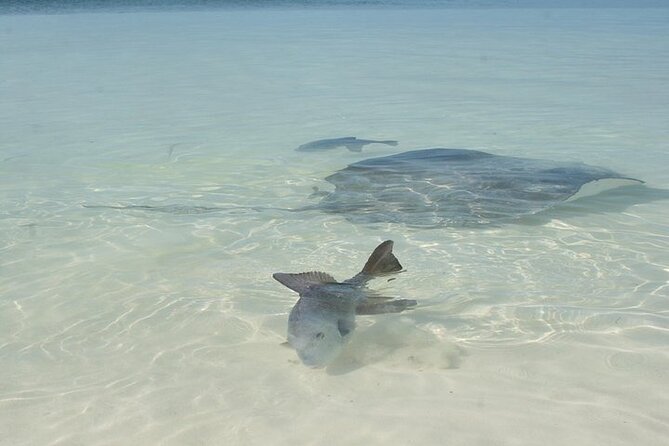 Explore Contoy Island - Isla Mujeres stop: make it count with your limited island time
