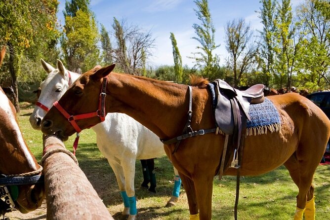 Extreme Horses Adventure with ATV, Ziplines & Cenote - Should you book Extreme Horses Adventure in Cancun?
