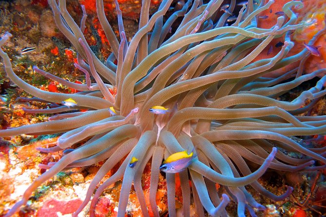 For certified Divers Experience the Under Water Museum and the Manchones Reef - Timing that works: 1 pm departure, back around 4