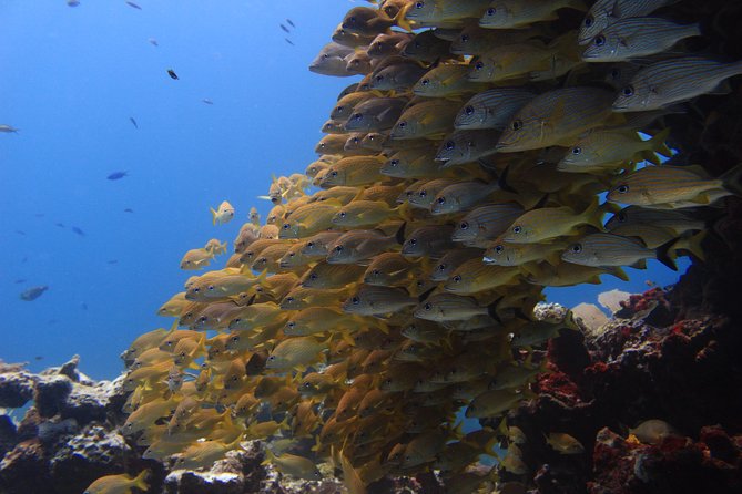 For certified Divers Experience the Under Water Museum and the Manchones Reef - The boat ride to the Under Water Museum, less than 30 minutes