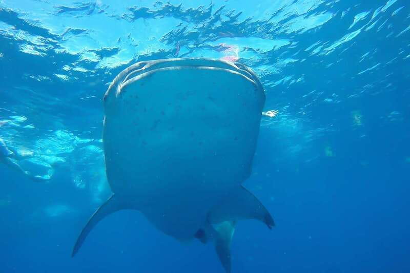 From Cancún: Half-Day Snorkeling with Whale Sharks - Key Things You Should Know Before You Go