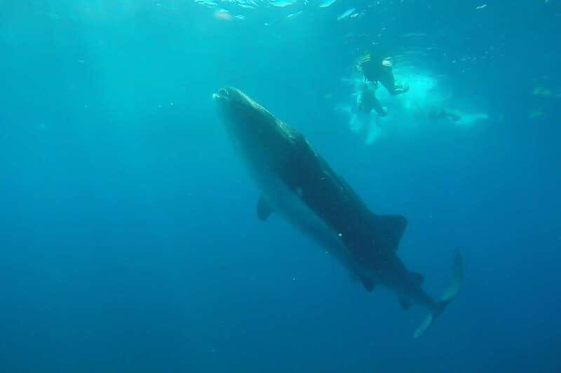 From Cancún: Half-Day Snorkeling with Whale Sharks - From Punta Sam to the Open Sea: How the Day Gets You There