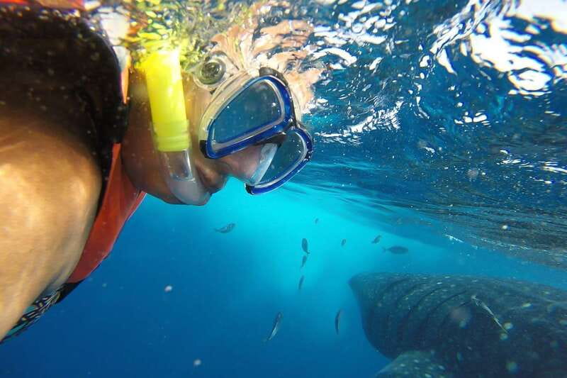 From Cancún: Half-Day Snorkeling with Whale Sharks - The Whale Shark Encounter: What About Two Hours Feels Like