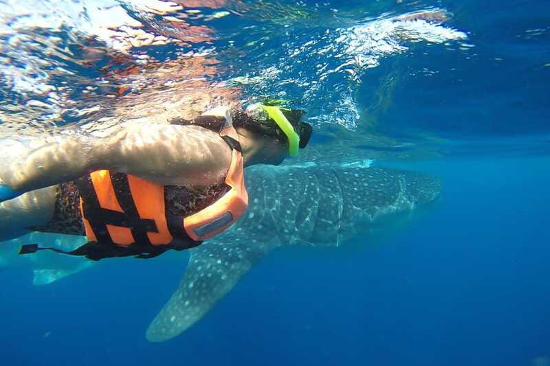 From Cancún: Half-Day Snorkeling with Whale Sharks - Why Protected-Area Rules and Short Windows Can Be a Good Thing