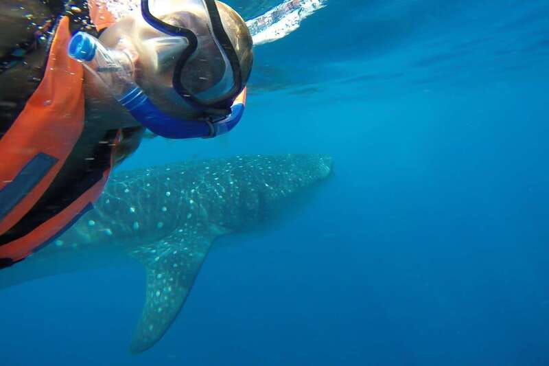 From Cancún: Half-Day Snorkeling with Whale Sharks - Speedboat Timing and Motion: What to Expect on the Water