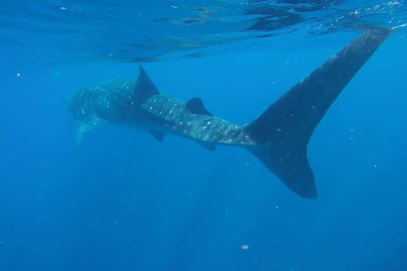 From Cancún: Half-Day Snorkeling with Whale Sharks - Price and Value: What You’re Really Paying For