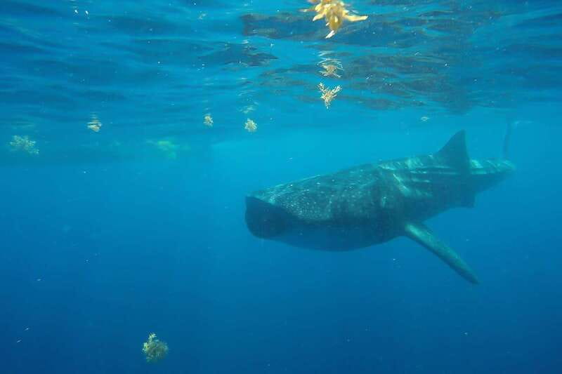 From Cancún: Half-Day Snorkeling with Whale Sharks - What to Pack, What to Skip, and Small Comfort Moves