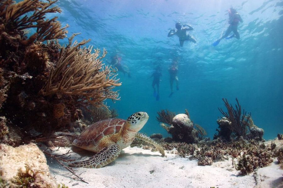 From Cancun: Tulum and Akumal Cenote and Turtle Swim Tour - Canamayte Eco Park and the Mariposa Cenote: cool water in the jungle