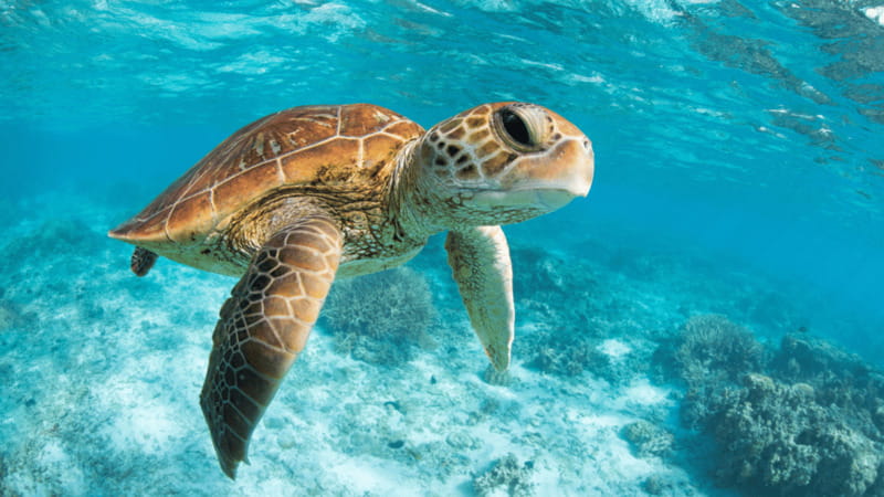From Cancun: Tulum, Cenote and Turtle Swim Tour at Akumal - Akumal Beach snorkeling with gentle sea turtles