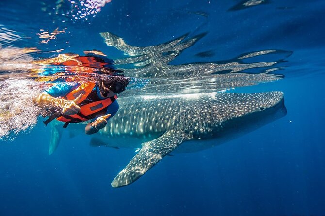 From Isla Mujeres/Riviera Maya: Swim with whale sharks!! - Key things to know before you go