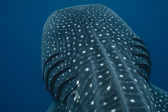 From Isla Mujeres/Riviera Maya: Swim with whale sharks!! - Why Isla Mujeres is a smart base for whale shark swims