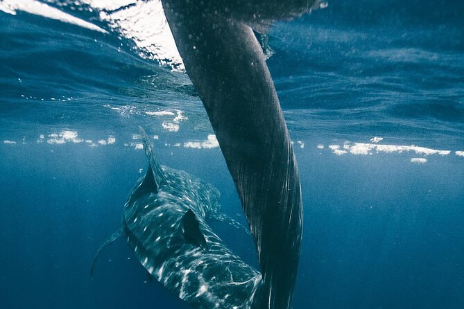 From Isla Mujeres/Riviera Maya: Swim with whale sharks!! - After the sharks: shallow reef snorkel time