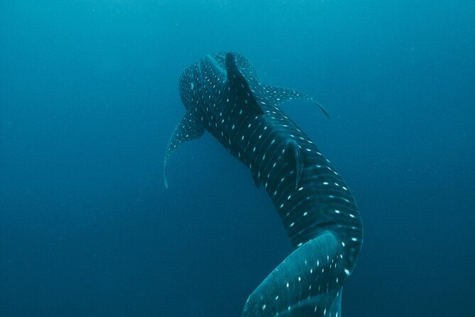 From Isla Mujeres/Riviera Maya: Swim with whale sharks!! - Meeting point at Black Pearl and how pickup actually works