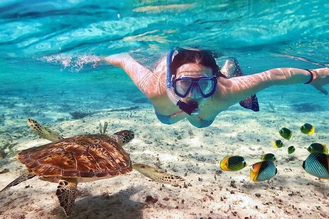 Full day tour to El Cielo in Cozumel Snorkeling and Lunch - Colombia Reef and Palancar Reef: where the fish show up