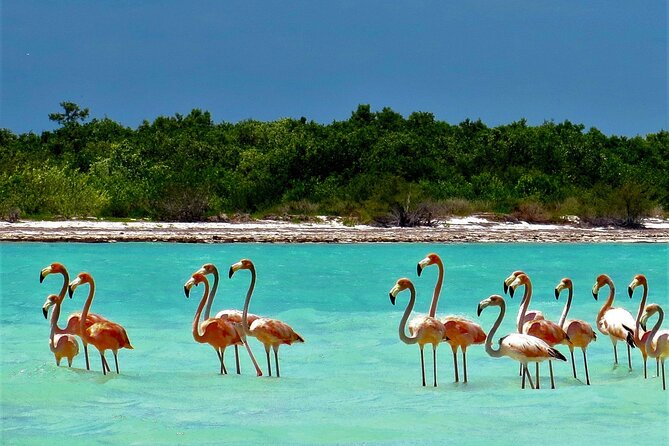 Full Day Tour to the Best of Holbox - Stop 2: Isla de la Pasion for Bird Watching and a Short Island Walk