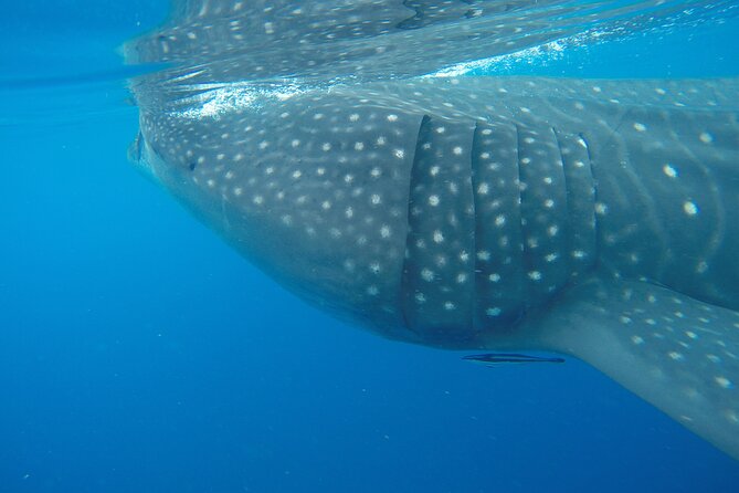 Full-Day Whale Shark Tour Puerto Morelos with Pickup and Lunch - A 6:00 am start that actually makes sense